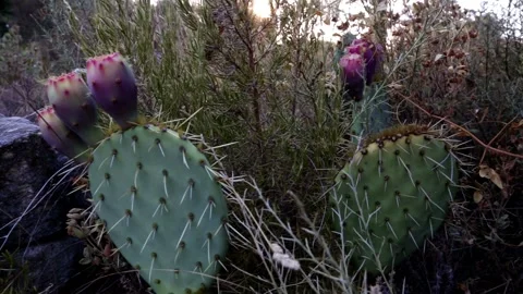 Cactus in Eygalieres Stock Footage 204868252