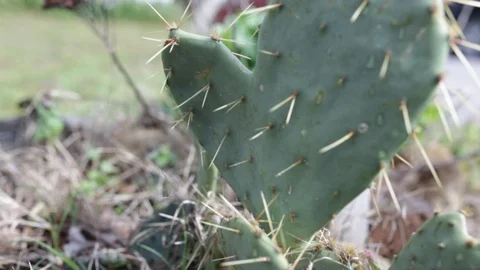 Cactus in the fall 動画素材 88287414