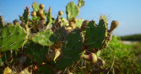 Cactus in the field With a Blue Sky Stock Footage 247336600