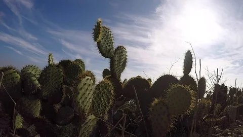 Cactus field in the desert - clouds roll by Stock Footage 71023494