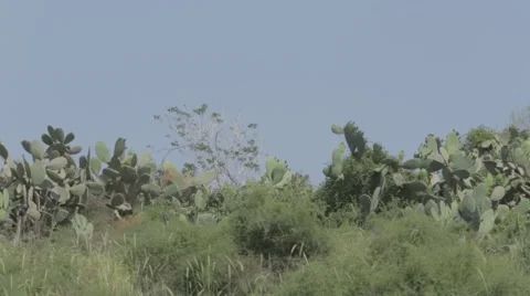 Cactus in the field Stock Footage 43867292