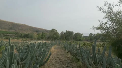 Cactus field Stock Footage 277608810