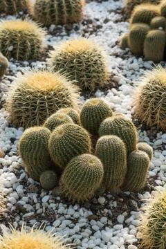 Cactus field 写真素材