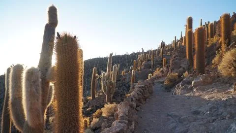 Cactus Field Stock Photos