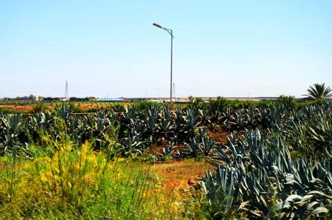 Cactus field Stock Photos