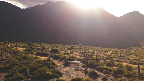 Cactus Field at Sunset with Mountains in Cachi Argentina Stock Footage 332229675