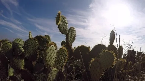 Cactus Field - timelapse Stock Footage 71023539