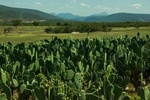 Cactus field in a valley Stock Photos