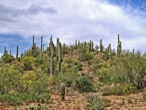 Cactus Fields Forever Stock Photos