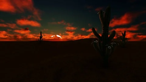 Cactus on field,sun rising Stock Footage 83446448