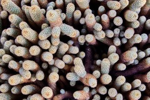 Cactus fingers Foto stock