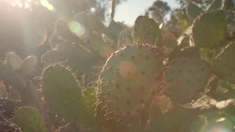 Cactus Flair Sun light Stock Footage 147416731