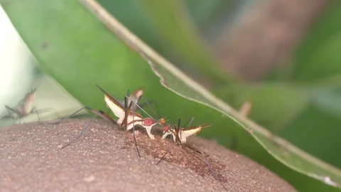 Cactus flies eating the fruit Stock Footage 101752141