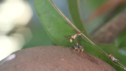 Cactus flies mating on the fruit Stock Footage 101751224