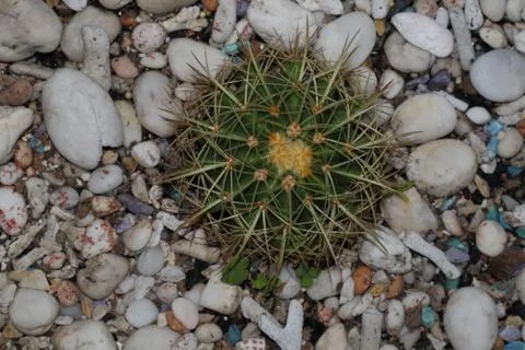 Cactus on the floor Stock-Fotos