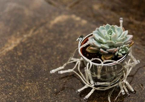 Cactus on the floor Foto stock