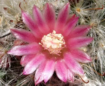 Cactus Flower 1 Stock Photos
