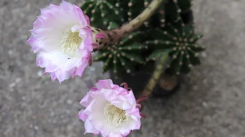 Cactus Flower 2 Stock Footage 91495896