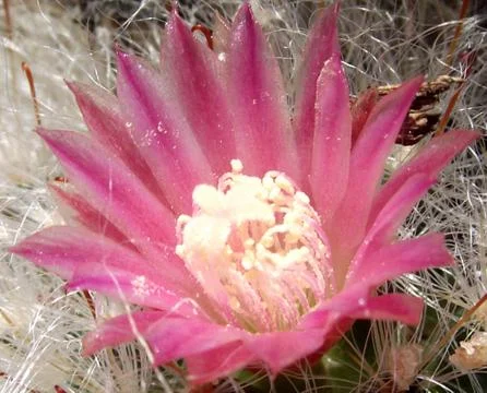 Cactus Flower 2 Stock Photos