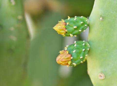 Cactus with a flower and sharp thorns Stock Photos