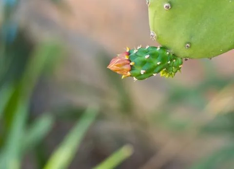 Cactus with a flower and sharp thorns Stock Photos
