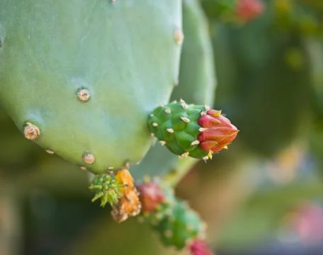 Cactus with a flower and sharp thorns Stock Photos