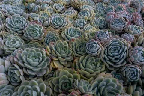 Cactus flower background Stock-Fotos