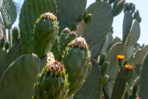 Cactus with a flower in the background Stock Photos