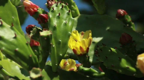 Cactus Flower with Bee Stock Footage 740423