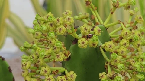 Cactus flower in big bend. Stock Footage 309997644