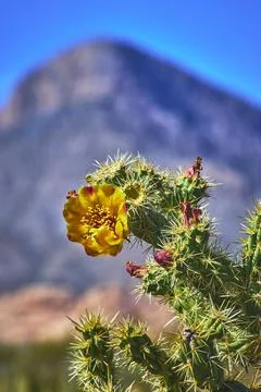 Cactus Flower in Bloom with Mountain Backdrop Under Clear Blue Sky Stock Photos