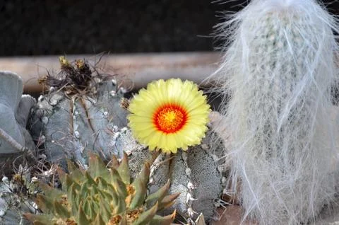 Cactus flower in bloom Stock Photos