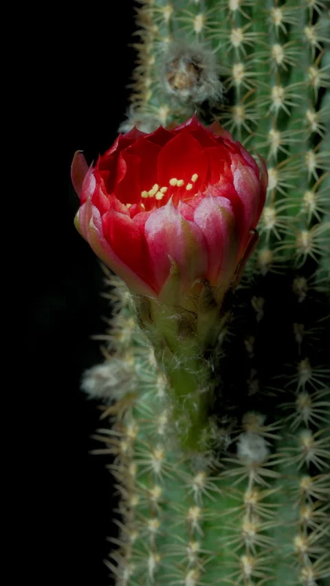 Cactus flower blooming. Vidéo 310550131