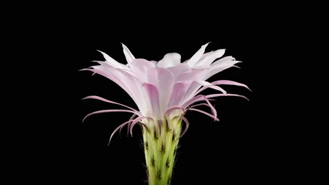 Cactus Flower Blooming in Time Lapse on a Black Background. White Pink Petals Stock Footage 201677554