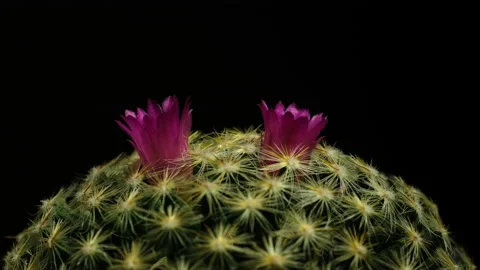 Cactus flower blooming time lapse. Vidéo 226901136