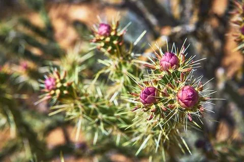 Cactus Flower Buds Close Up with Sharp Spines and Vibrant Colors in Desert .. Stock Photos