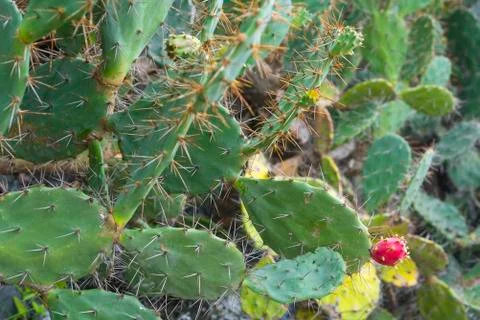 Cactus flower on cactus leaf Stock Photos