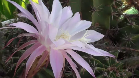Cactus flower close up 2 Stock Footage 25927031