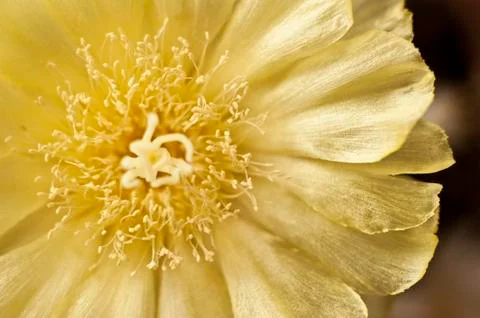 Cactus flower in close up Stock Photos