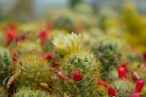 Cactus flower up-close Stock Photos