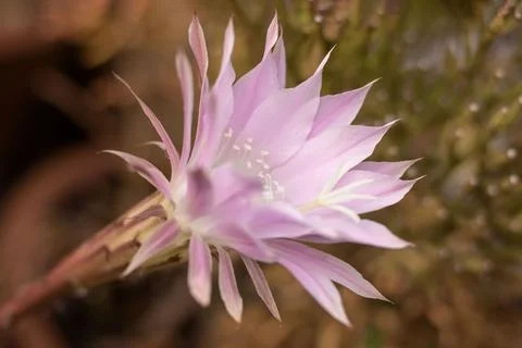 Cactus flower in close-up Stock Photos