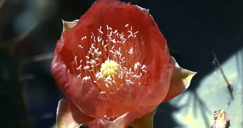 Cactus Flower Closeup with Bee Stock Footage 315029704