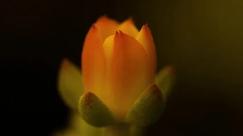 Cactus flower closeup Stock Footage 81228842