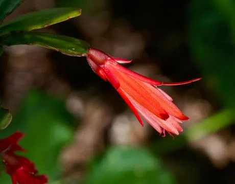 Cactus Flower Closeup Stock Photos