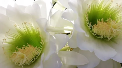 Cactus flower daytime Stock Footage 49752347