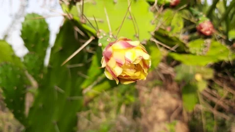 Cactus flower in desert. Stock Footage 183512668