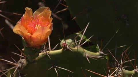 Cactus flower - detail Stock Footage