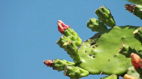 Cactus Flower Stock Footage 740404