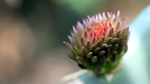 Cactus flower Stock-Footage 10850031