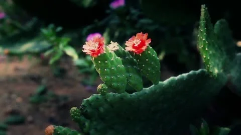 Cactus flower Stock Footage 22308126